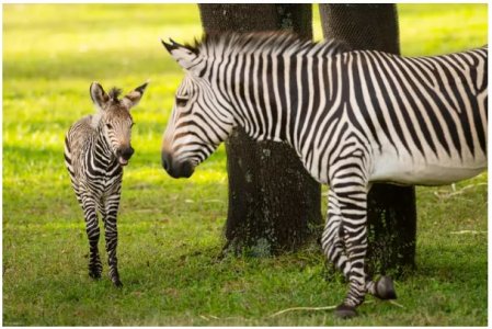 zebra.JPG