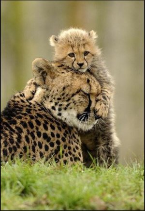 cheetah.JPG