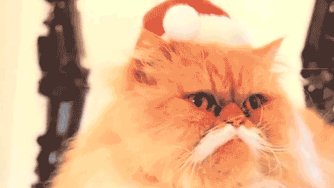 santa cat .gif