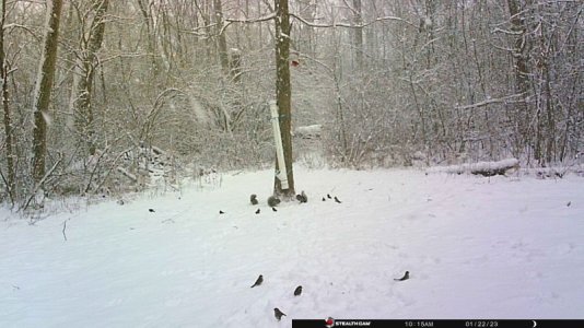 Squirrels in Snow.JPG