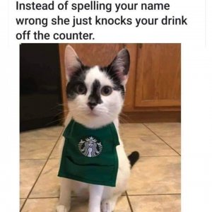 starbuxkat.jpg