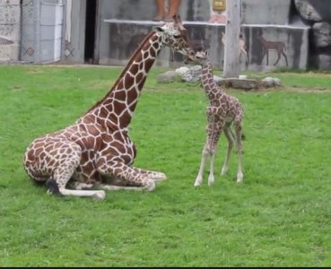 giraffe.JPG
