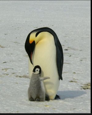 penguin.JPG