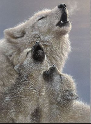 wolf.JPG