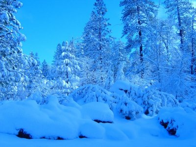Snow on trees email.jpg