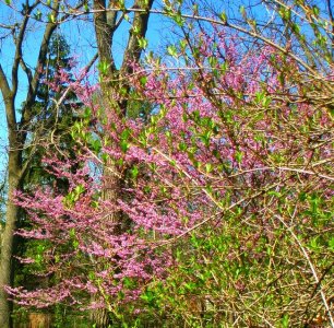 redbud.jpg