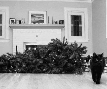cattitude 4 christmas.jpg
