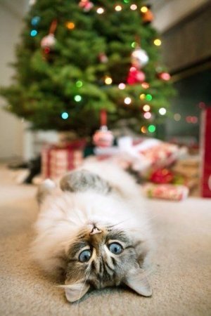 7fbbe43f917196f7453393da720c3bae[1].jpg