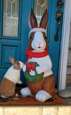 bunny.jpg