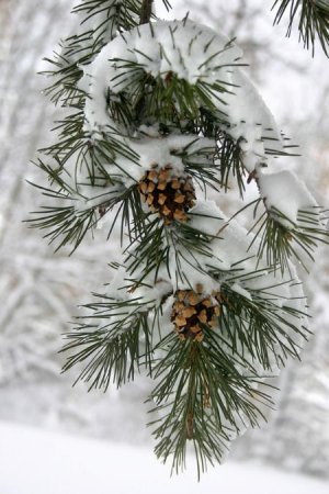 winter1.jpg