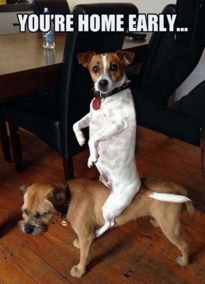 animal.2.jpg