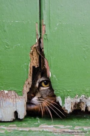 cat1.jpg