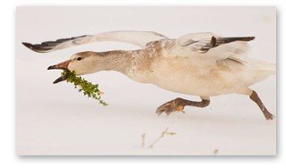 Geese.jpg