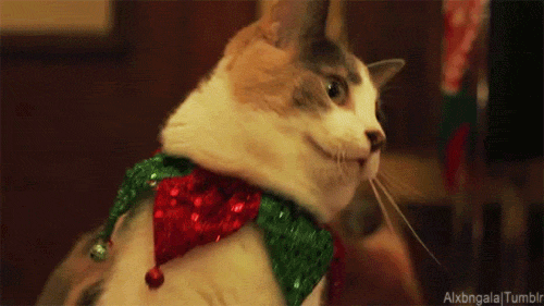 xmas kitty. gif.gif