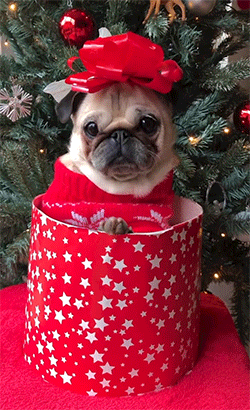 xmas pug.gif