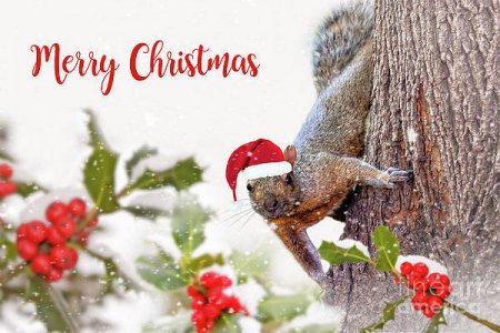 santa-squirrel-merry-christmas-delphimages-photo-creations.jpg