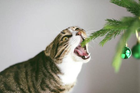 4-a-cute-cat-playing-with-ornaments-on-a-small-christmas-tree-cavan-images.jpg