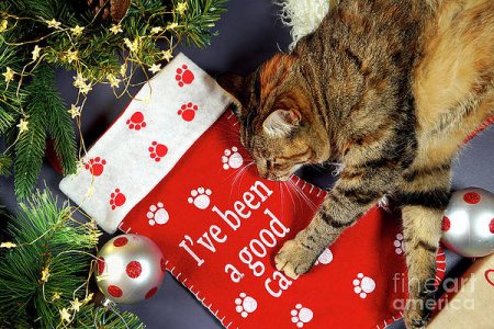 1-christmas-pet-stocking-with-family-cat-in-festive-setting-milleflore-images.jpg