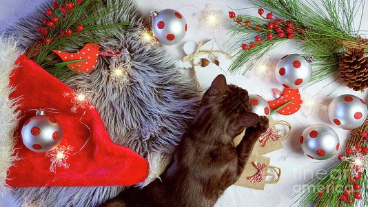 1-cute-christmas-concept-with-black-kitten-playing-with-decorations-milleflore-images.jpg