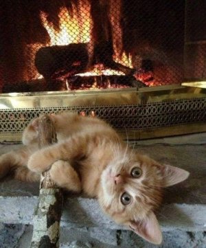 cattitude kitten 8.jpg