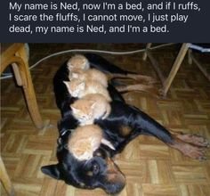 My Name is Ned.jpg