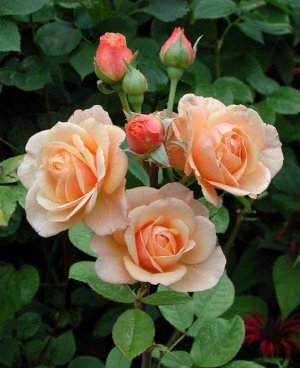 flowers for you peach roses.jpg