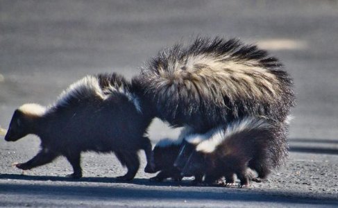 skunk.JPG