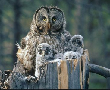 owl.JPG