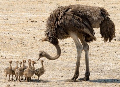 ostrich.JPG