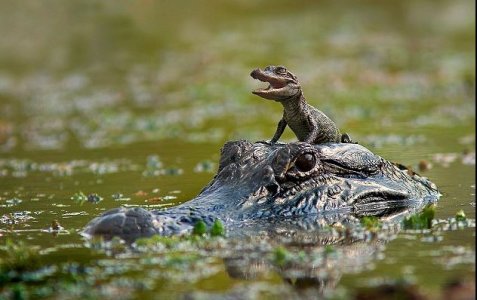 alligator.JPG