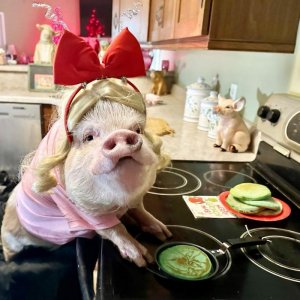 piggy3.jpg