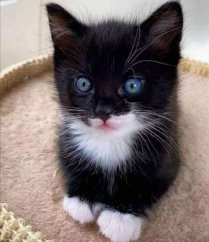 tuxedo kitten.jpg