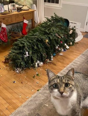 cat tree xmas.jpg