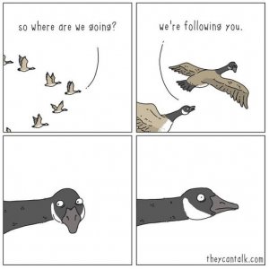 birds-follow.jpg