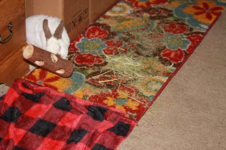 bunny_log0.JPG