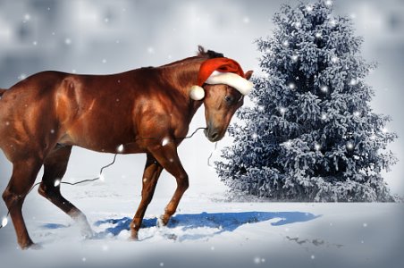 horse1.jpg