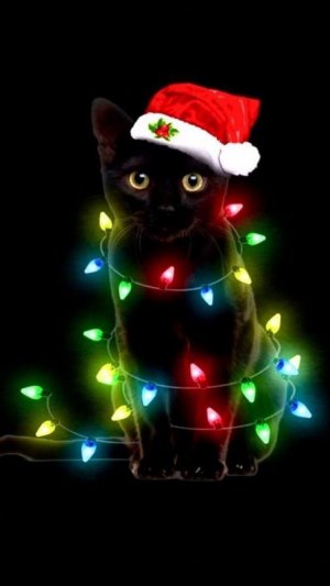 IMG_0964.jpeg