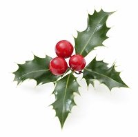 xmas holly.jpg