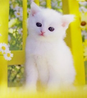 white kitten.jpg