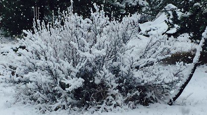 currant situation.jpeg