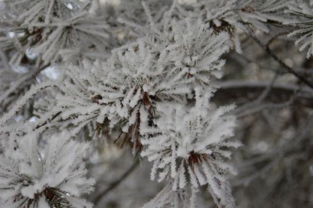 frosted pine.jpg2.jpg