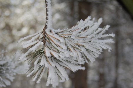 frosted pine.jpg4.jpg
