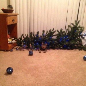 xmas tree cat.jpg