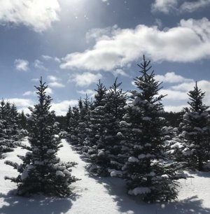 IMG_0603.jpeg
