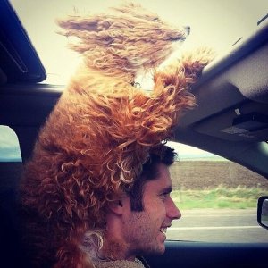 animal1.jpg
