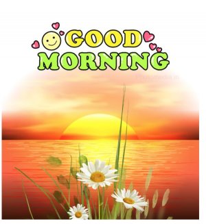 Good Morning daisy.jpg