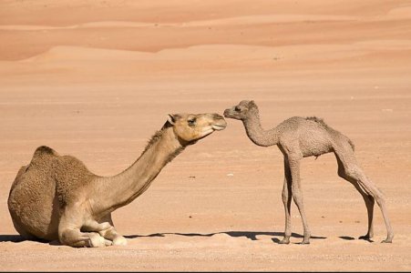camel.JPG