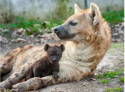 hyena.JPG