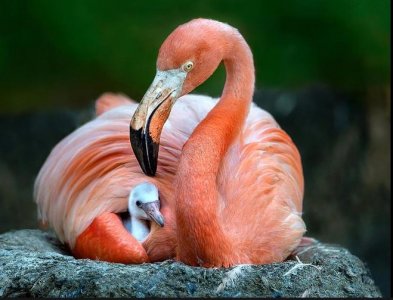 flamingo.JPG