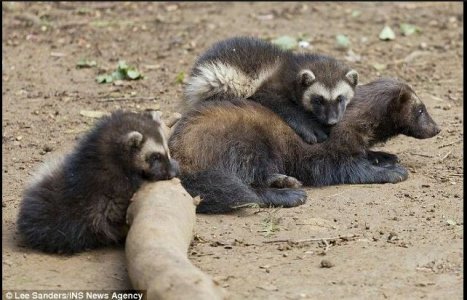 wolverine.JPG